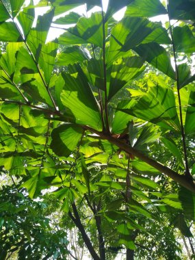 Ağaçların ve bitki yapraklarının güzel alt açı görüntüsü, dal dokusu arka plan.