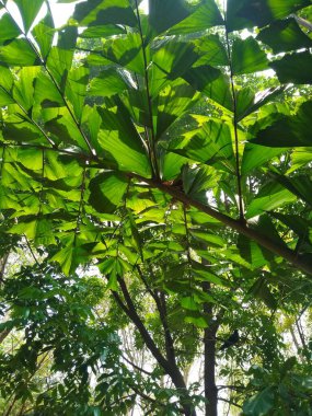 Ağaçların ve bitki yapraklarının güzel alt açı görüntüsü, dal dokusu arka plan.