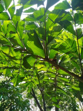 Ağaçların ve bitki yapraklarının güzel alt açı görüntüsü, dal dokusu arka plan.