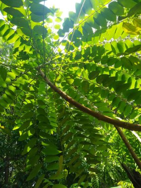 Ağaçların ve bitki yapraklarının güzel alt açı görüntüsü, dal dokusu arka plan.
