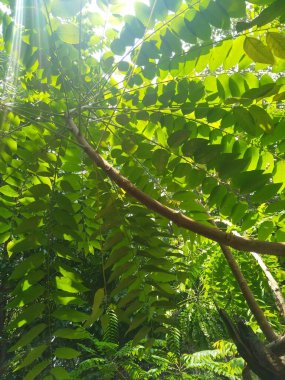 Ağaçların ve bitki yapraklarının güzel alt açı görüntüsü, dal dokusu arka plan.