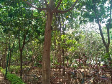 Ağaçların ve bitki yapraklarının güzel alt açı görüntüsü, dal dokusu arka plan.