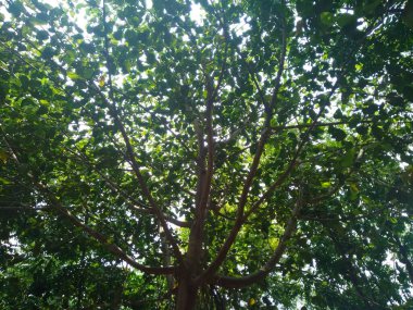 Ağaçların ve bitki yapraklarının güzel alt açı görüntüsü, dal dokusu arka plan.