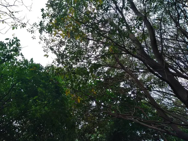 Ağaçların ve bitki yapraklarının güzel alt açı görüntüsü, dal dokusu arka plan.