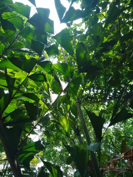 Ağaçların ve bitki yapraklarının güzel alt açı görüntüsü, dal dokusu arka plan.