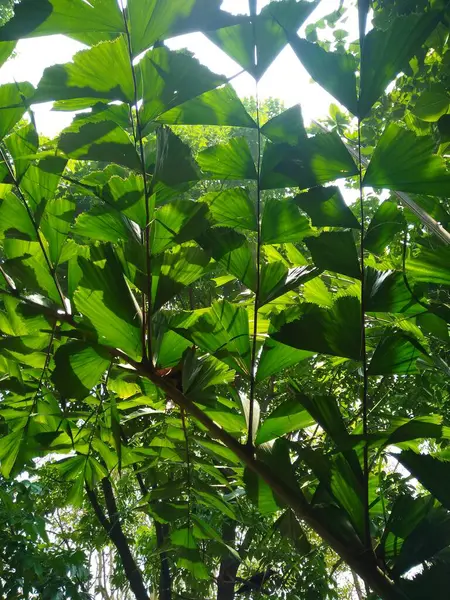 Ağaçların ve bitki yapraklarının güzel alt açı görüntüsü, dal dokusu arka plan.