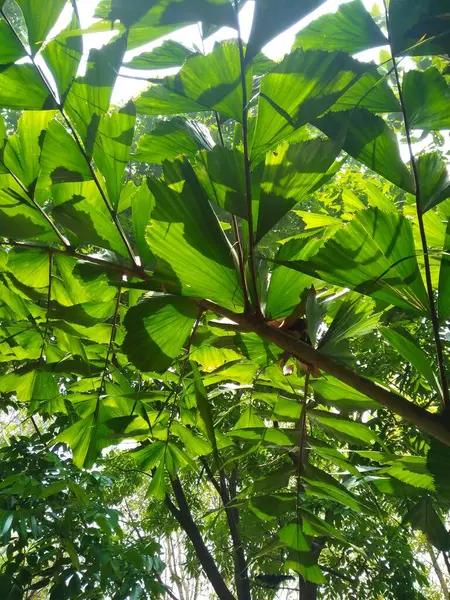 Ağaçların ve bitki yapraklarının güzel alt açı görüntüsü, dal dokusu arka plan.