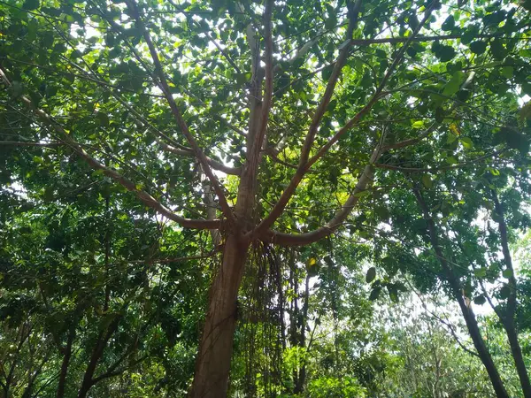 Ağaçların ve bitki yapraklarının güzel alt açı görüntüsü, dal dokusu arka plan.