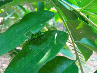 Güzel Jewel Bug 'ın ya da Chrysocoris Stollii' nin yeşil yapraklı doğa arka planında yakın çekimi..