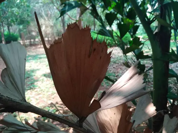 Güzel Caryota mitis yeşili ve kurumuş yaprakların yakın plan çekimleri..