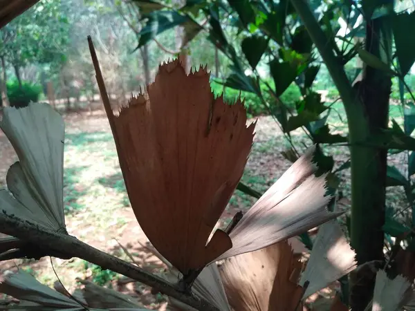 Güzel Caryota mitis yeşili ve kurumuş yaprakların yakın plan çekimleri..