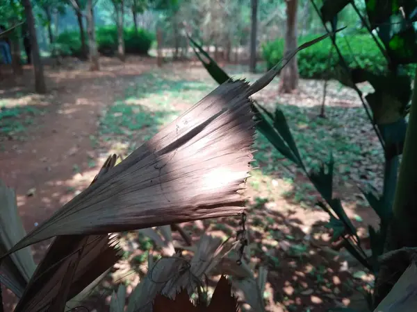 Güzel Caryota mitis yeşili ve kurumuş yaprakların yakın plan çekimleri..