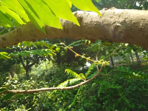 Güzel Nellikai 'nin ya da Hint yıldızı Bektaşi üzümü bitkisinin ve doğa arka planına sahip mücevher böceğinin yakın çekimi.