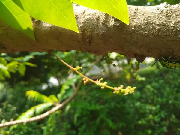 Güzel Nellikai 'nin ya da Hint yıldızı Bektaşi üzümü bitkisinin ve doğa arka planına sahip mücevher böceğinin yakın çekimi.