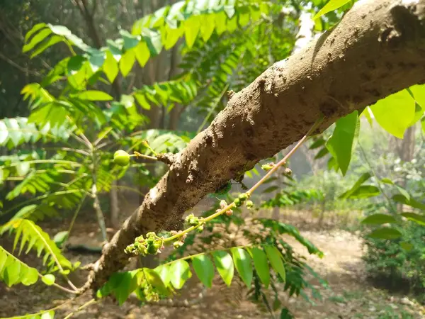Güzel Nellikai 'nin ya da Hint yıldızı Bektaşi üzümü bitkisinin ve doğa arka planına sahip mücevher böceğinin yakın çekimi.