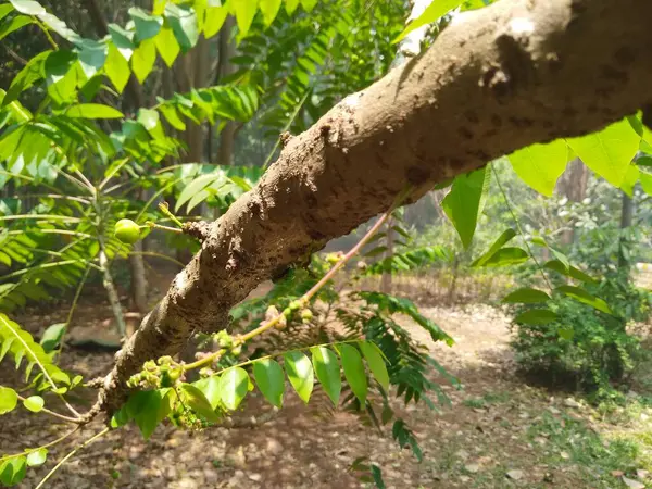 Güzel Nellikai 'nin ya da Hint yıldızı Bektaşi üzümü bitkisinin ve doğa arka planına sahip mücevher böceğinin yakın çekimi.