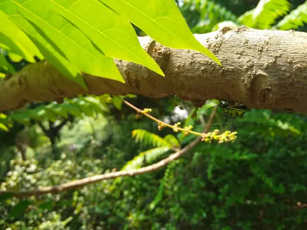 Güzel Nellikai 'nin ya da Hint yıldızı Bektaşi üzümü bitkisinin ve doğa arka planına sahip mücevher böceğinin yakın çekimi.