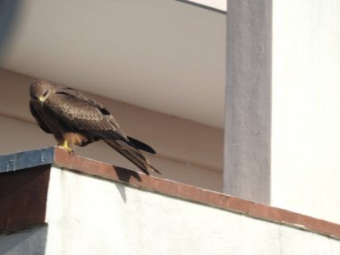 Güzel Hintli Benekli Kartal 'ın yakın çekimi bir boru ve mavi gökyüzü arka planında oturuyor