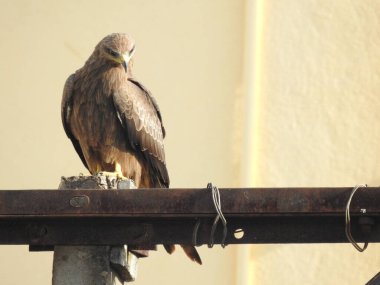 Güzel Hintli Benekli Kartal 'ın yakın çekimi bir boru ve mavi gökyüzü arka planında oturuyor