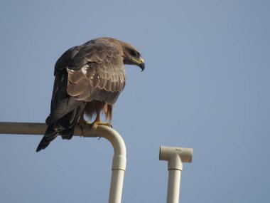 Güzel Hintli Benekli Kartal 'ın yakın çekimi bir boru ve mavi gökyüzü arka planında oturuyor