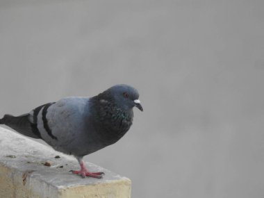 Mavi gökyüzü arka planına sahip bir su tankında oturan güzel, bekar ve çift güvercinler..