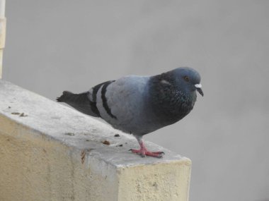 Mavi gökyüzü arka planına sahip bir su tankında oturan güzel, bekar ve çift güvercinler..