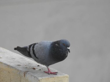 Mavi gökyüzü arka planına sahip bir su tankında oturan güzel, bekar ve çift güvercinler..