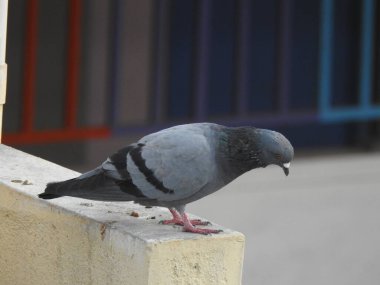 Mavi gökyüzü arka planına sahip bir su tankında oturan güzel, bekar ve çift güvercinler..