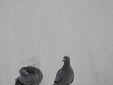 Mavi gökyüzü arka planına sahip bir su tankında oturan güzel, bekar ve çift güvercinler..