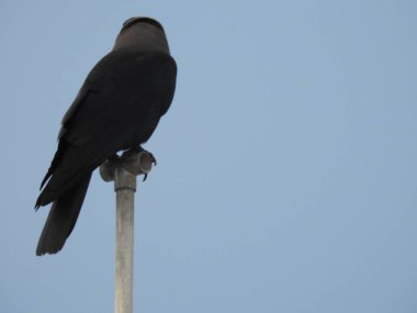 Su tankı borusunun üzerinde oturan kızılderili kargasına yakın plan..
