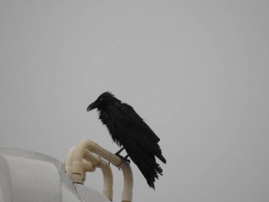 Su tankı borusunun üzerinde oturan kızılderili kargasına yakın plan..