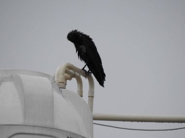 Su tankı borusunun üzerinde oturan kızılderili kargasına yakın plan..