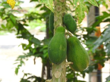 Doğanın arka planına sahip bir bahçede güzel Papaya Bitkisi 'nin yakın çekimi..