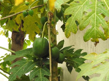 Doğanın arka planına sahip bir bahçede güzel Papaya Bitkisi 'nin yakın çekimi..