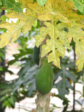 Doğanın arka planına sahip bir bahçede güzel Papaya Bitkisi 'nin yakın çekimi..