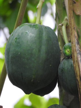 Doğanın arka planına sahip bir bahçede güzel Papaya Bitkisi 'nin yakın çekimi..