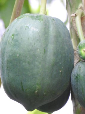 Doğanın arka planına sahip bir bahçede güzel Papaya Bitkisi 'nin yakın çekimi..