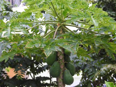 Doğanın arka planına sahip bir bahçede güzel Papaya Bitkisi 'nin yakın çekimi..