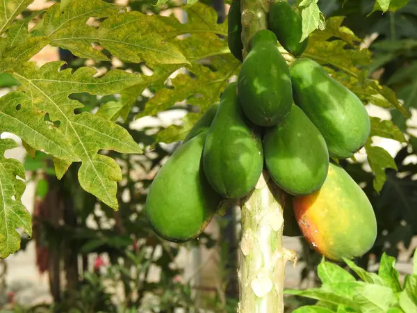 Doğanın arka planına sahip bir bahçede güzel Papaya Bitkisi 'nin yakın çekimi..