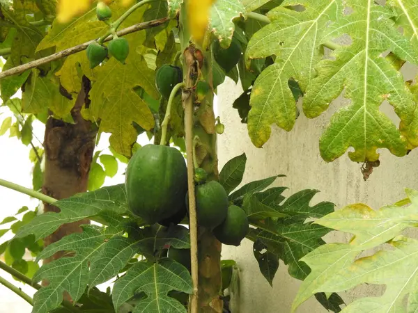 Doğanın arka planına sahip bir bahçede güzel Papaya Bitkisi 'nin yakın çekimi..