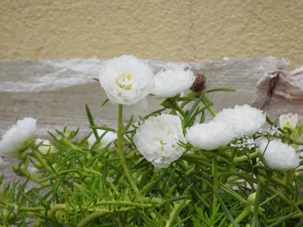 Güzel beyaz portulaka bitkisinin ve çiçeğin ev bahçesindeki saksıya yakın çekimi.