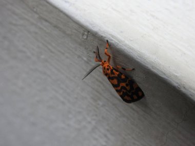 Güzel turuncu rengin yakın çekimi, siyah nokta Nepita Conferta güvesi Bangalore 'daki beyaz yerleşkenin üzerinde oturuyor.