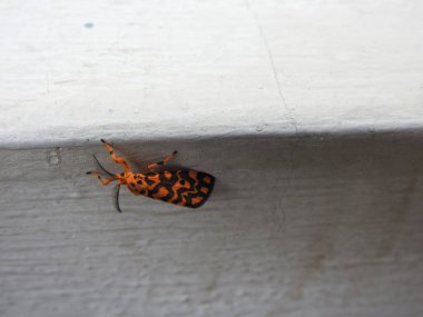 Güzel turuncu rengin yakın çekimi, siyah nokta Nepita Conferta güvesi Bangalore 'daki beyaz yerleşkenin üzerinde oturuyor.