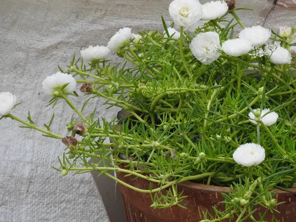 Güzel beyaz portulaka bitkisinin ve çiçeğin ev bahçesindeki saksıya yakın çekimi.