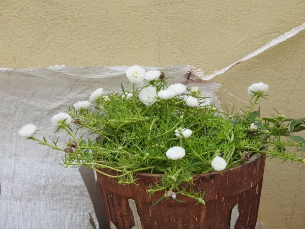 Güzel beyaz portulaka bitkisinin ve çiçeğin ev bahçesindeki saksıya yakın çekimi.