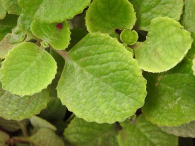 Güzel bir doddapatre 'a ya da esrar bahçesindeki Meksika nane bitkisine yakın çekim.