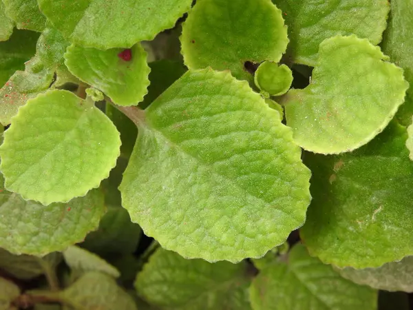 Güzel bir doddapatre 'a ya da esrar bahçesindeki Meksika nane bitkisine yakın çekim.