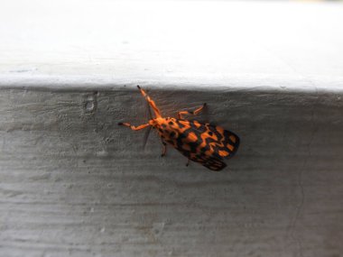 Güzel turuncu rengin yakın çekimi, siyah nokta Nepita Conferta güvesi Bangalore 'daki beyaz yerleşkenin üzerinde oturuyor.