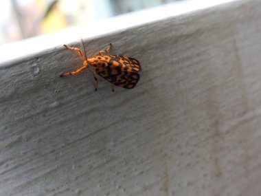 Güzel turuncu rengin yakın çekimi, siyah nokta Nepita Conferta güvesi Bangalore 'daki beyaz yerleşkenin üzerinde oturuyor.