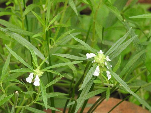 Closeup of beautiful Leucas aspera or tumbe flower plant in a green leaves background.